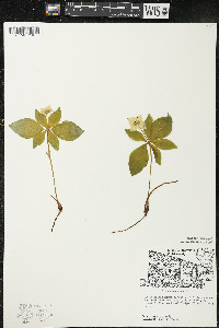 Cornus canadensis image