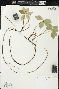 Cornus canadensis image