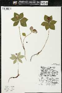 Cornus canadensis image