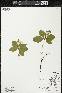 Cornus canadensis image