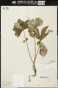 Cornus canadensis image