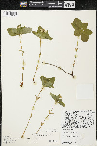 Cornus canadensis image