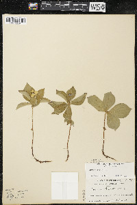 Cornus canadensis image