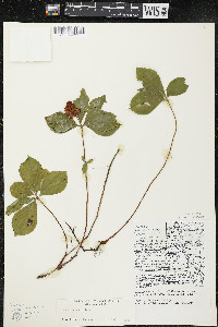 Cornus canadensis image