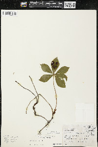 Cornus canadensis image