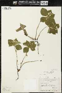 Cornus canadensis image