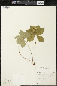 Cornus canadensis image