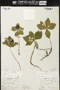 Cornus canadensis image