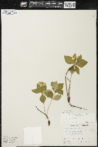 Cornus canadensis image