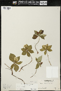 Cornus canadensis image