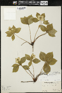 Cornus canadensis image