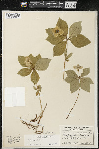 Cornus canadensis image