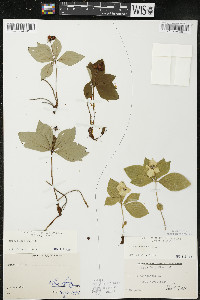 Cornus canadensis image