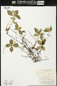 Cornus canadensis image