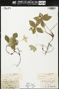 Cornus canadensis image