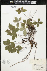 Cornus canadensis image