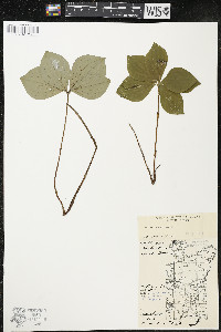 Cornus canadensis image