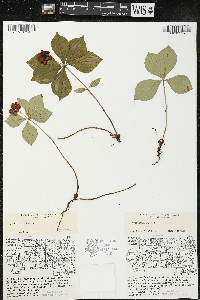 Cornus canadensis image