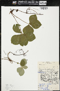 Cornus canadensis image