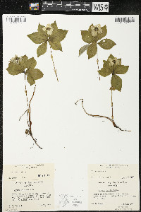 Cornus canadensis image