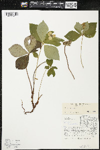 Cornus canadensis image