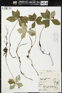 Cornus canadensis image