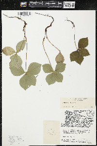 Cornus canadensis image