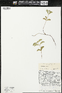 Cornus canadensis image