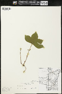 Cornus canadensis image