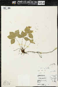 Cornus canadensis image