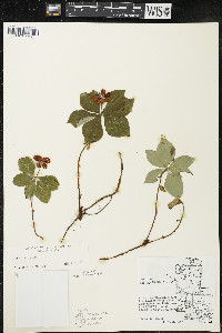 Cornus canadensis image