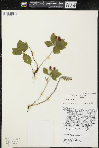 Cornus canadensis image