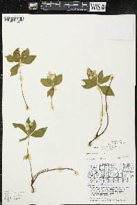 Cornus canadensis image