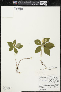 Cornus canadensis image