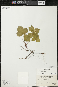 Cornus canadensis image