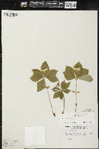 Cornus canadensis image