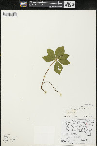 Cornus canadensis image