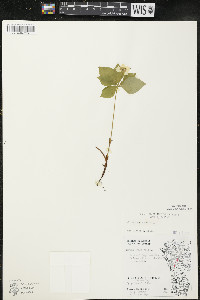 Cornus canadensis image