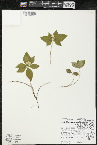 Cornus canadensis image