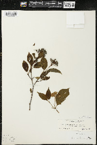 Cornus racemosa image