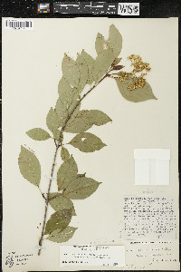 Cornus racemosa image