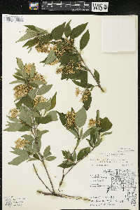 Cornus racemosa image