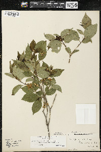 Cornus racemosa image
