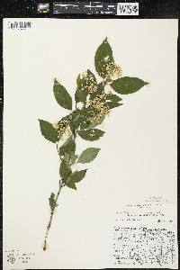 Cornus racemosa image