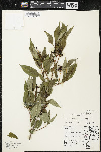 Cornus racemosa image