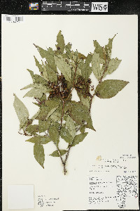 Cornus racemosa image