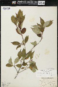 Cornus racemosa image