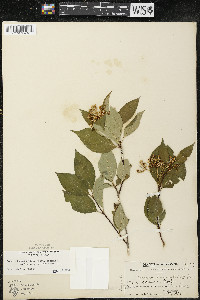 Cornus racemosa image