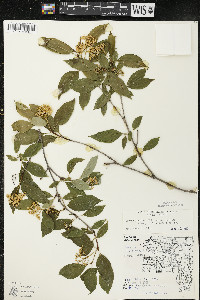 Cornus racemosa image