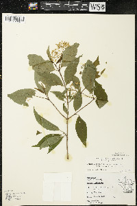 Cornus racemosa image